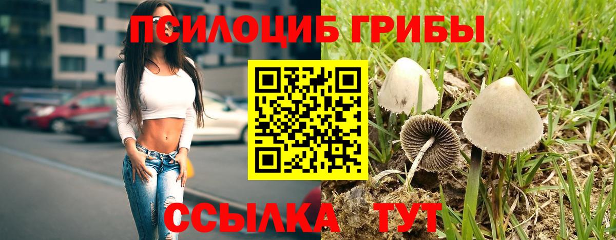 Псилоцибиновые грибы Psilocybe Златоуст